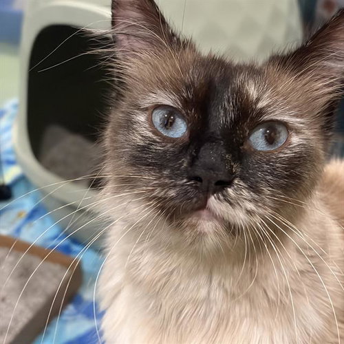 *LAVENDER, Adult Domestic Long Hair (medium coat), cat for adoption in Santa Barbara, California