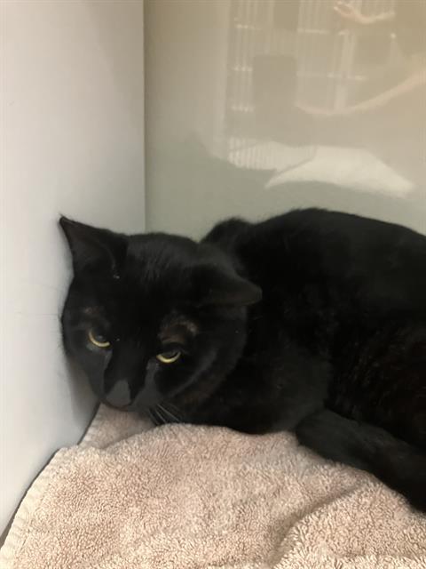 A880348, Adult Domestic Short Hair (medium coat), cat for adoption in San Buenaventura (Ventura), California