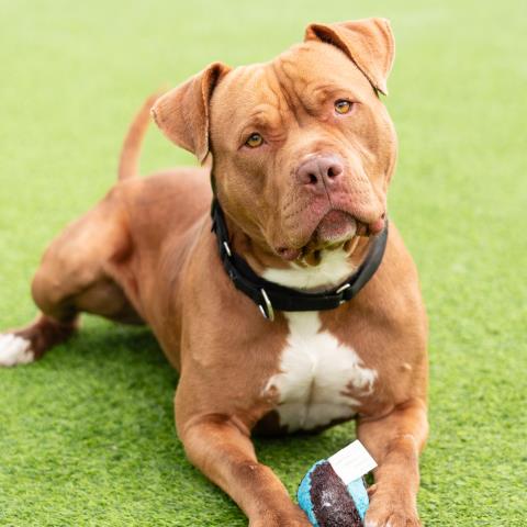 *LEO, an adoptable Pit Bull Terrier in Camarillo, CA