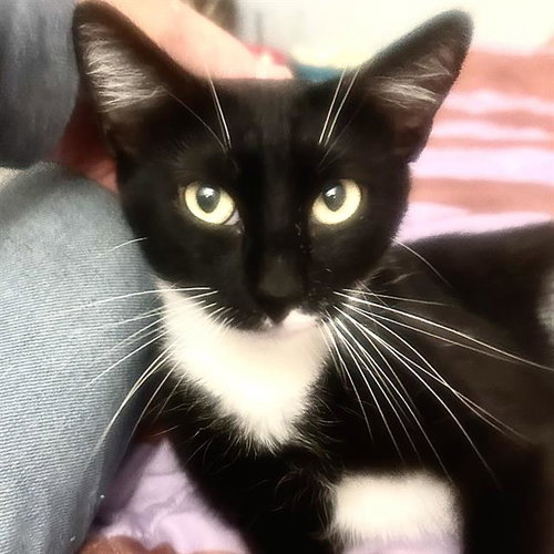 *ESME, Young Domestic Short Hair (medium coat), cat for adoption in San Buenaventura (Ventura), California