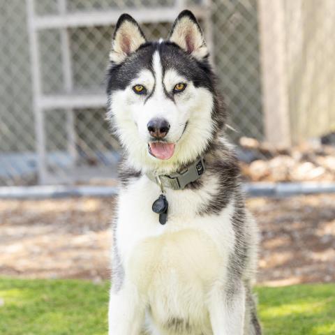 OREO, an adoptable Husky in Camarillo, CA