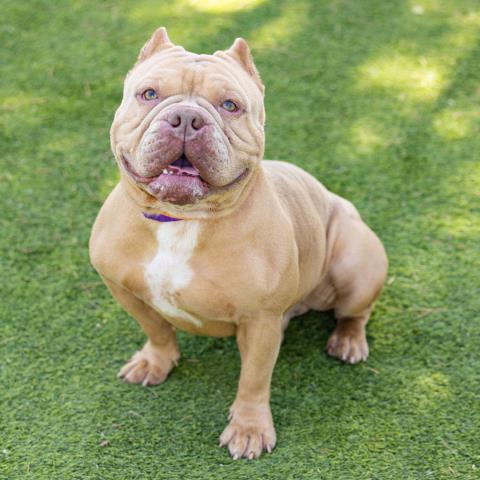 *QUENTIN, an adoptable Staffordshire Bull Terrier in Camarillo, CA