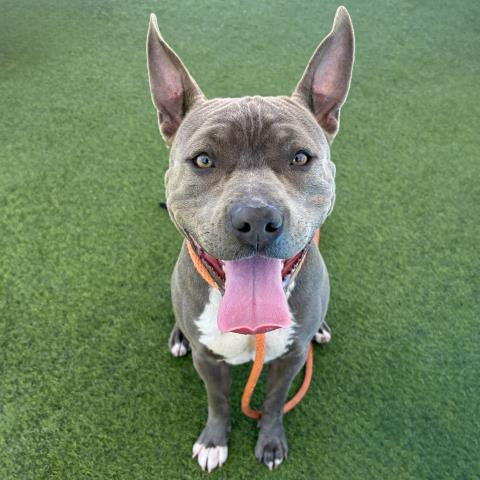 ASH