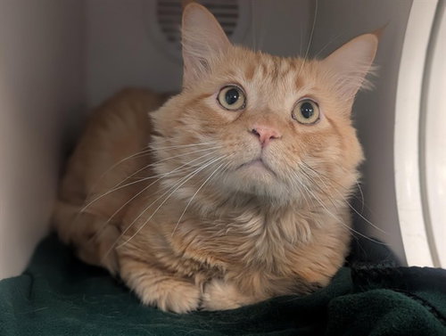 SIMBA, Adult Domestic Short Hair (medium coat), cat for adoption in San Buenaventura (Ventura), California