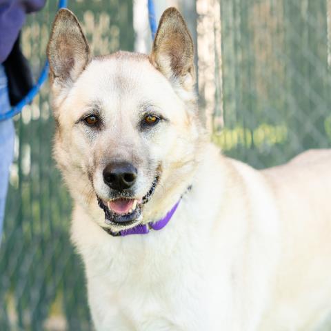 MARA, an adoptable Anatolian Shepherd in Camarillo, CA