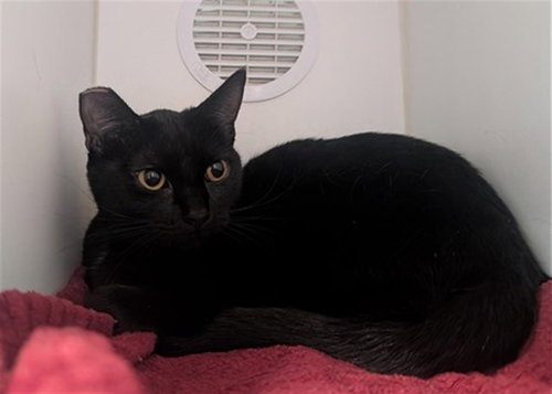 *TRUFFLE, Adult Domestic Short Hair (medium coat), cat for adoption in San Buenaventura (Ventura), California