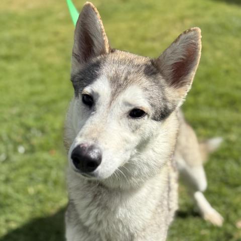ZOEY, an adoptable Siberian Husky in Camarillo, CA