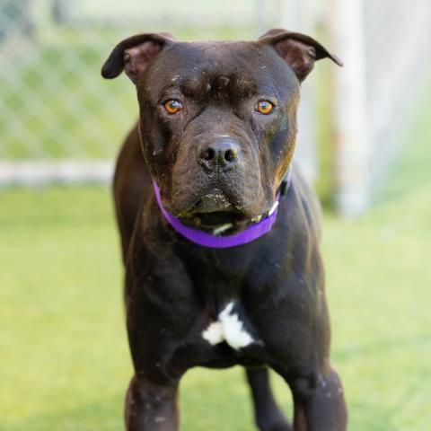 *KIP, an adoptable Pit Bull Terrier in Camarillo, CA