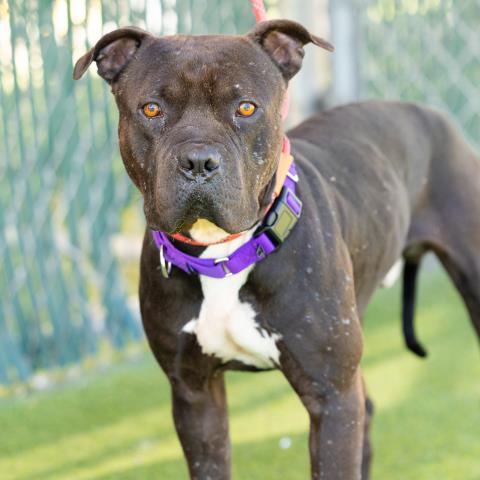 *PETEY, an adoptable Pit Bull Terrier in Camarillo, CA