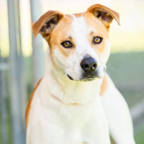 COSTA, an adoptable American Pit Bull Terrier in Camarillo, CA