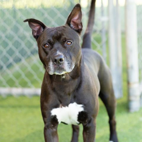 *CHERRY, an adoptable Pit Bull Terrier in Camarillo, CA