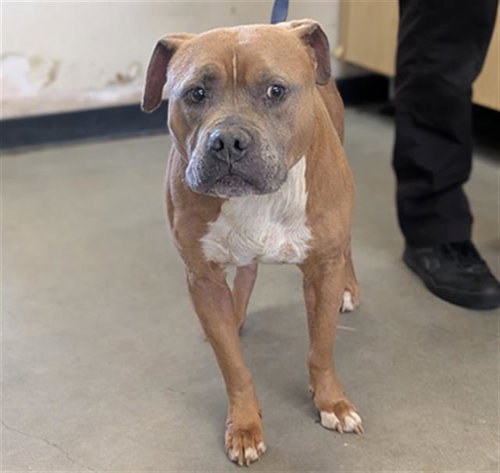 *NAGEE, an adoptable Mastiff in Camarillo, CA