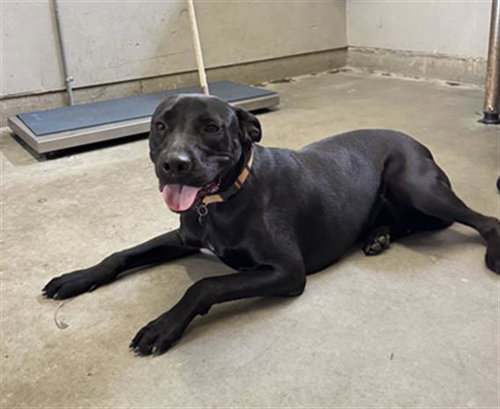 HAZEL, an adoptable Labrador Retriever in Camarillo, CA