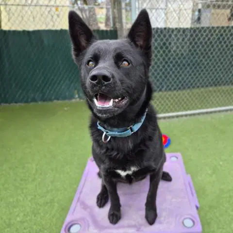 Delilah - German Shepherd Dog