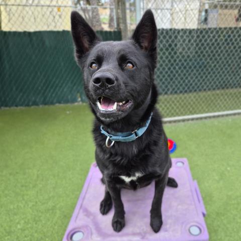 DELILAH, a dog for adoption from Ventura County Animal Regulation