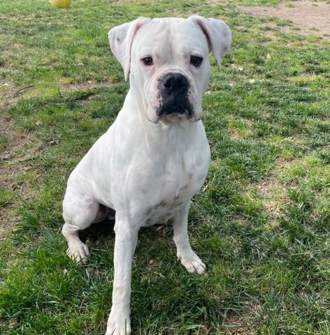 CHICO, an adoptable Boxer in Camarillo, CA