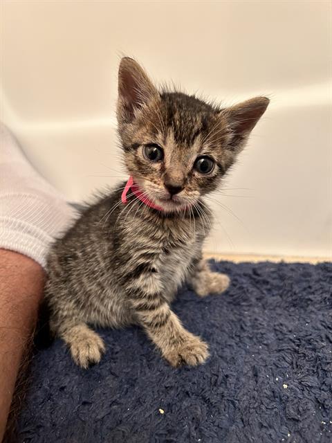 *TANJIRO, Baby Domestic Short Hair (medium coat), cat for adoption in San Buenaventura (Ventura), California