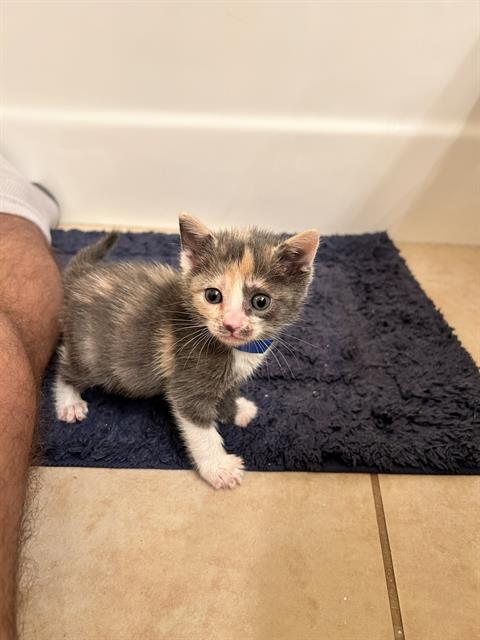 *NEZUKO, Baby Domestic Short Hair (medium coat), cat for adoption in San Buenaventura (Ventura), California