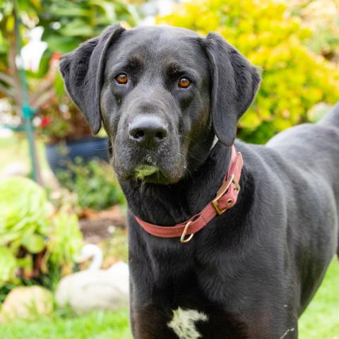 *CASH, an adoptable Labrador Retriever in Camarillo, CA