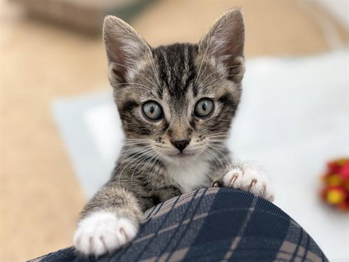 *SID, Baby Domestic Short Hair (medium coat), cat for adoption in San Buenaventura (Ventura), California