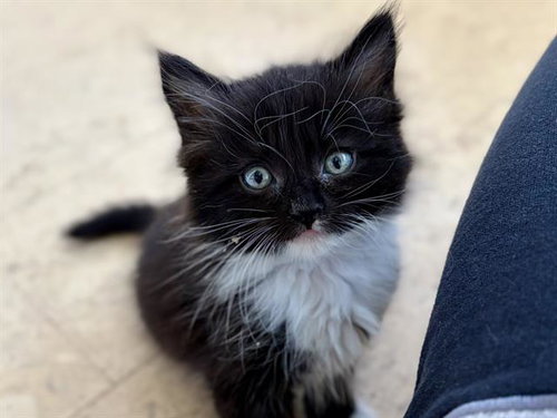 *MAISIE, Baby Domestic Short Hair (medium coat), cat for adoption in San Buenaventura (Ventura), California