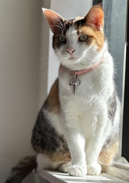 MISS BABY, Senior Domestic Short Hair (medium coat), cat for adoption in San Buenaventura (Ventura), California