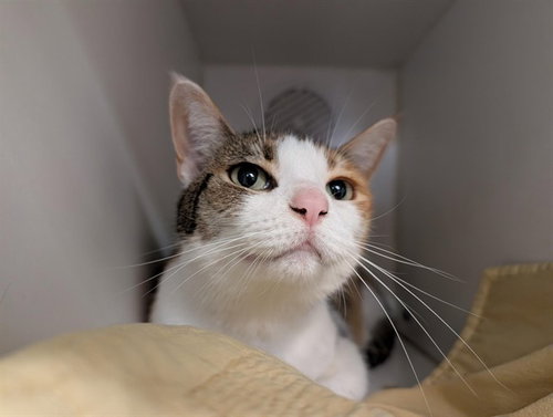 MISS BABY, Senior Domestic Short Hair (medium coat), cat for adoption in San Buenaventura (Ventura), California