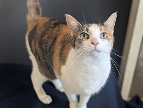 MISS BABY, Senior Domestic Short Hair (medium coat), cat for adoption in San Buenaventura (Ventura), California