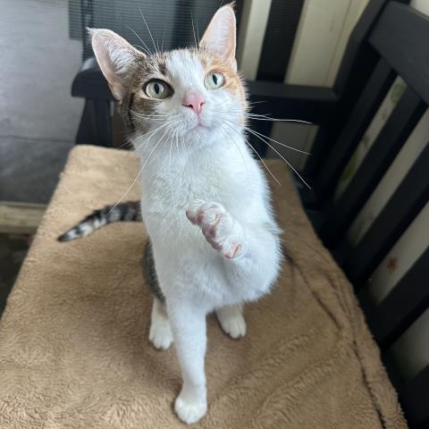 MISS BABY, Senior Domestic Short Hair (medium coat), cat for adoption in San Buenaventura (Ventura), California