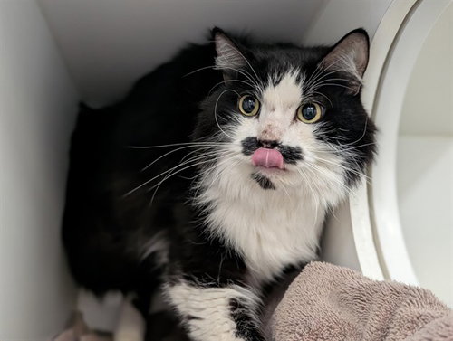 *CHAPLIN, Adult Domestic Short Hair (medium coat), cat for adoption in San Buenaventura (Ventura), California