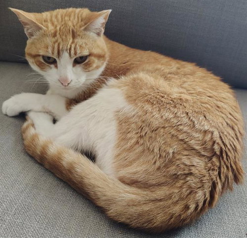 ESPER, Senior Domestic Short Hair (medium coat), cat for adoption in San Buenaventura (Ventura), California