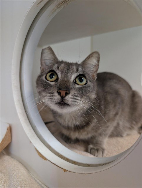 *RHYS, Adult Domestic Short Hair (medium coat), cat for adoption in San Buenaventura (Ventura), California