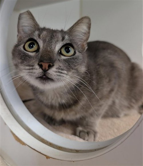 *RHYS, an adoptable Domestic Short Hair in Camarillo, CA