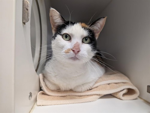 *IZZY, Senior Domestic Short Hair (medium coat), cat for adoption in San Buenaventura (Ventura), California