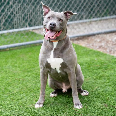*NOVIO, an adoptable Pit Bull Terrier in Camarillo, CA