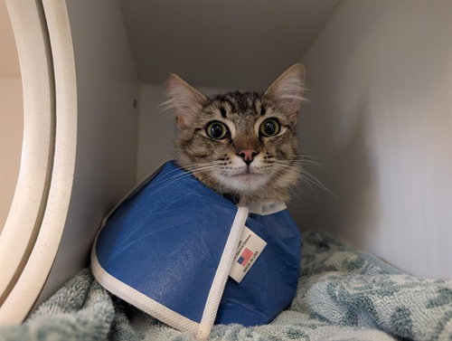 *FREDERICK, Young Domestic Long Hair (medium coat), cat for adoption in San Buenaventura (Ventura), California