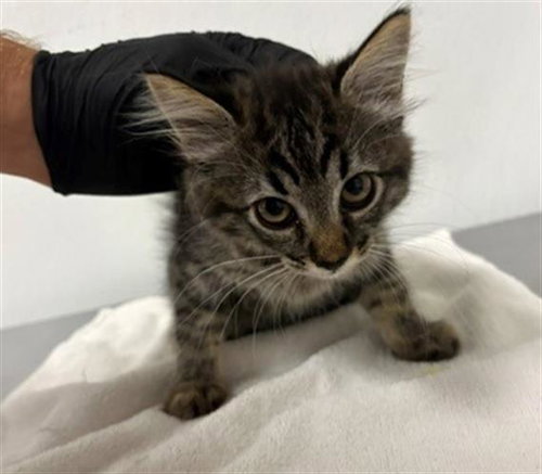 A881223, Baby Domestic Medium Hair (medium coat), cat for adoption in San Buenaventura (Ventura), California