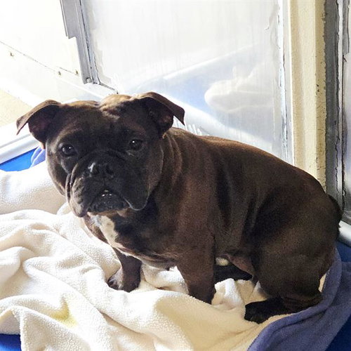 NALA, an adoptable French Bulldog in Camarillo, CA