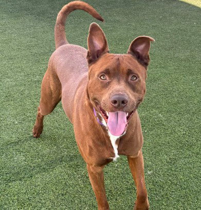 HAZE, an adoptable Pit Bull Terrier in Camarillo, CA