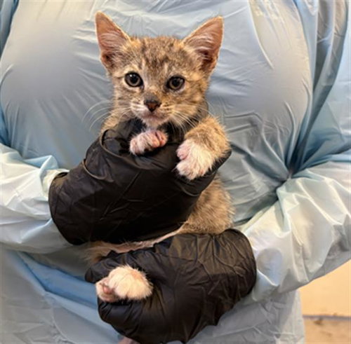 *WORM, Baby Domestic Short Hair (medium coat), cat for adoption in San Buenaventura (Ventura), California