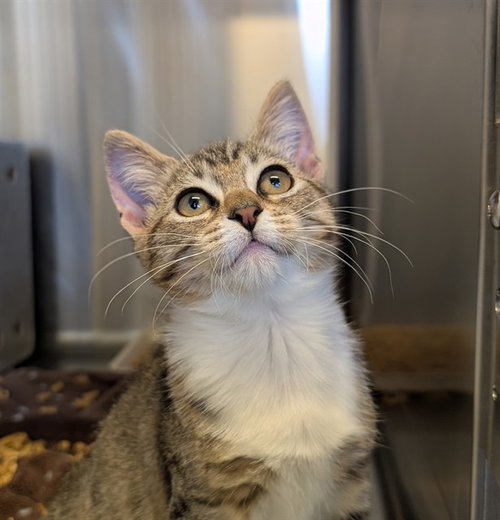 *WORM, Baby Domestic Short Hair (medium coat), cat for adoption in San Buenaventura (Ventura), California
