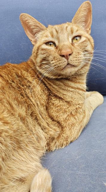 MARS, Adult Domestic Short Hair (medium coat), cat for adoption in San Buenaventura (Ventura), California