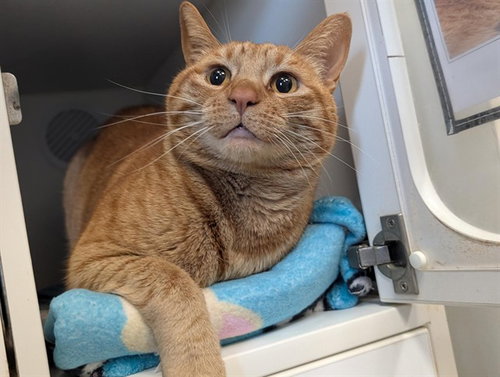 MARS, Adult Domestic Short Hair (medium coat), cat for adoption in San Buenaventura (Ventura), California