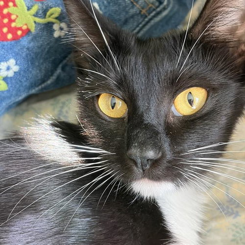 *BRYNN, Adult Domestic Short Hair (medium coat), cat for adoption in San Buenaventura (Ventura), California