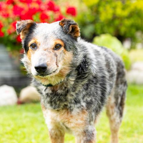 *HUDSON, an adoptable Australian Cattle Dog in Camarillo, CA