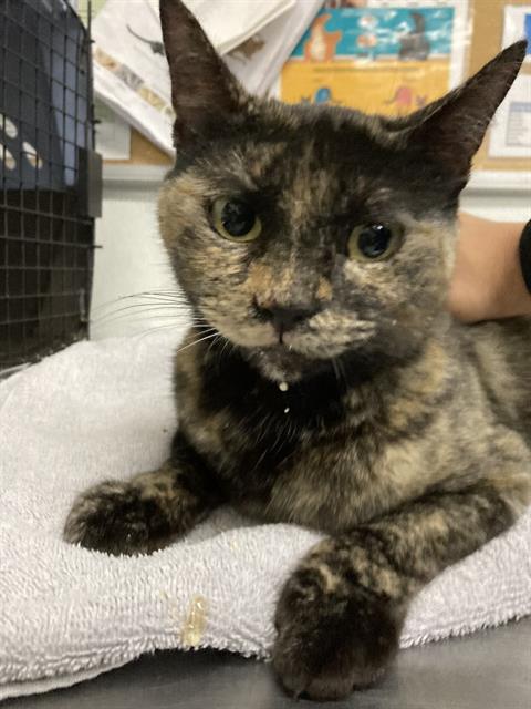 A880153, Young Domestic Short Hair (medium coat), cat for adoption in San Buenaventura (Ventura), California