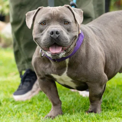 King - Pit Bull Terrier