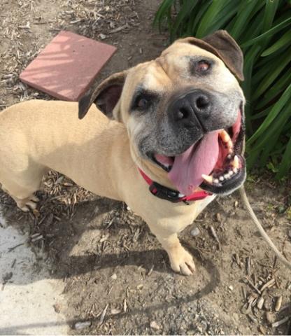 CHOPPER, an adoptable Pit Bull Terrier in Camarillo, CA