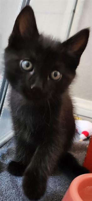 *DOUGHNUT, Baby Domestic Short Hair (medium coat), cat for adoption in San Buenaventura (Ventura), California