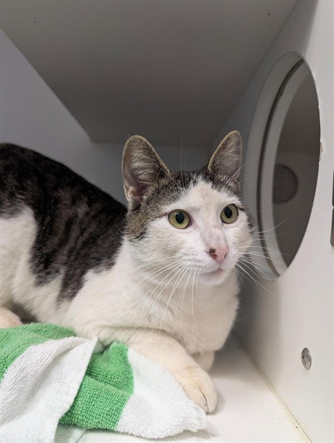*JOEY, an adoptable Domestic Short Hair in Camarillo, CA